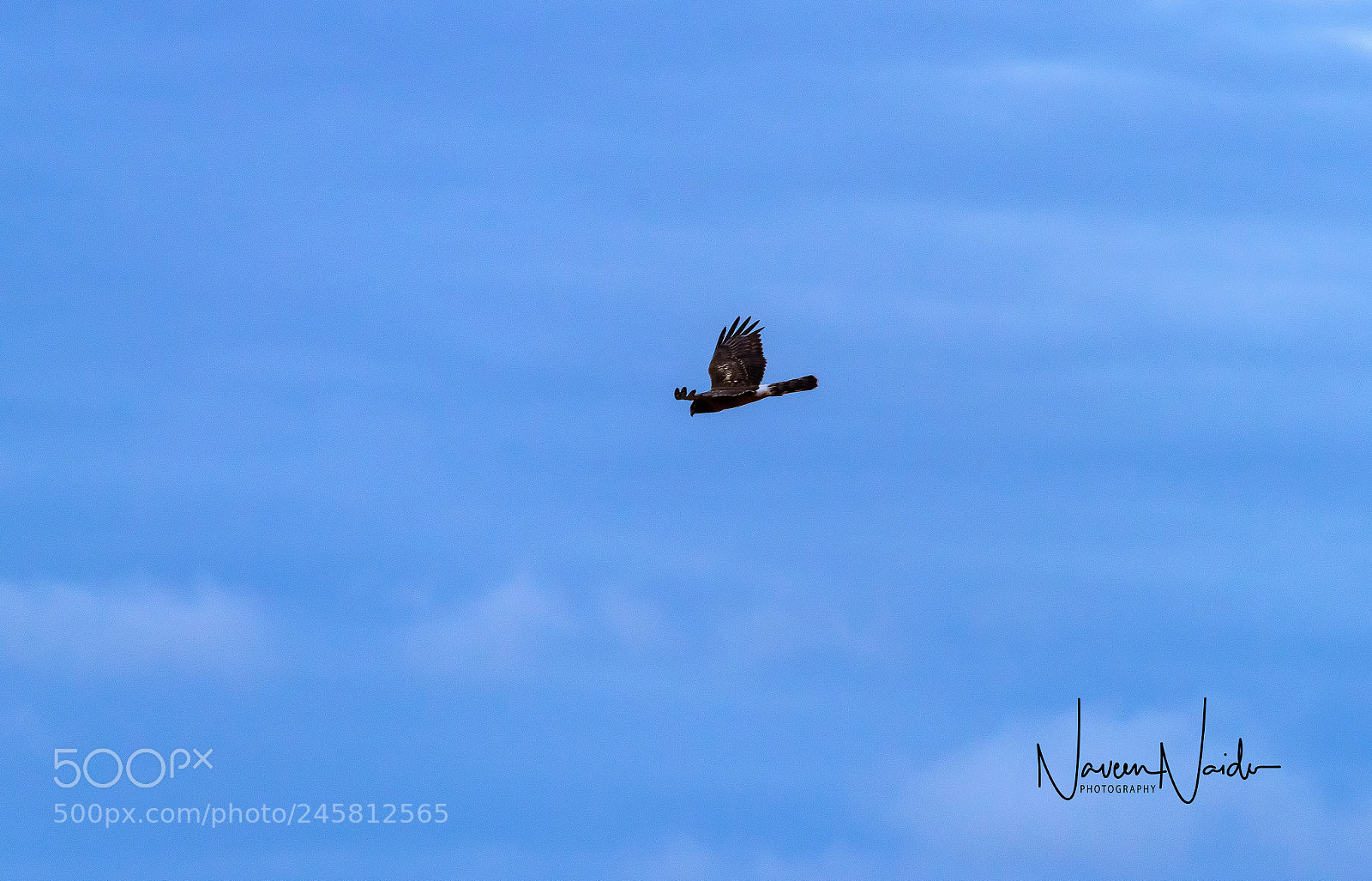 Nikon D800 sample photo. Northern harrier photography
