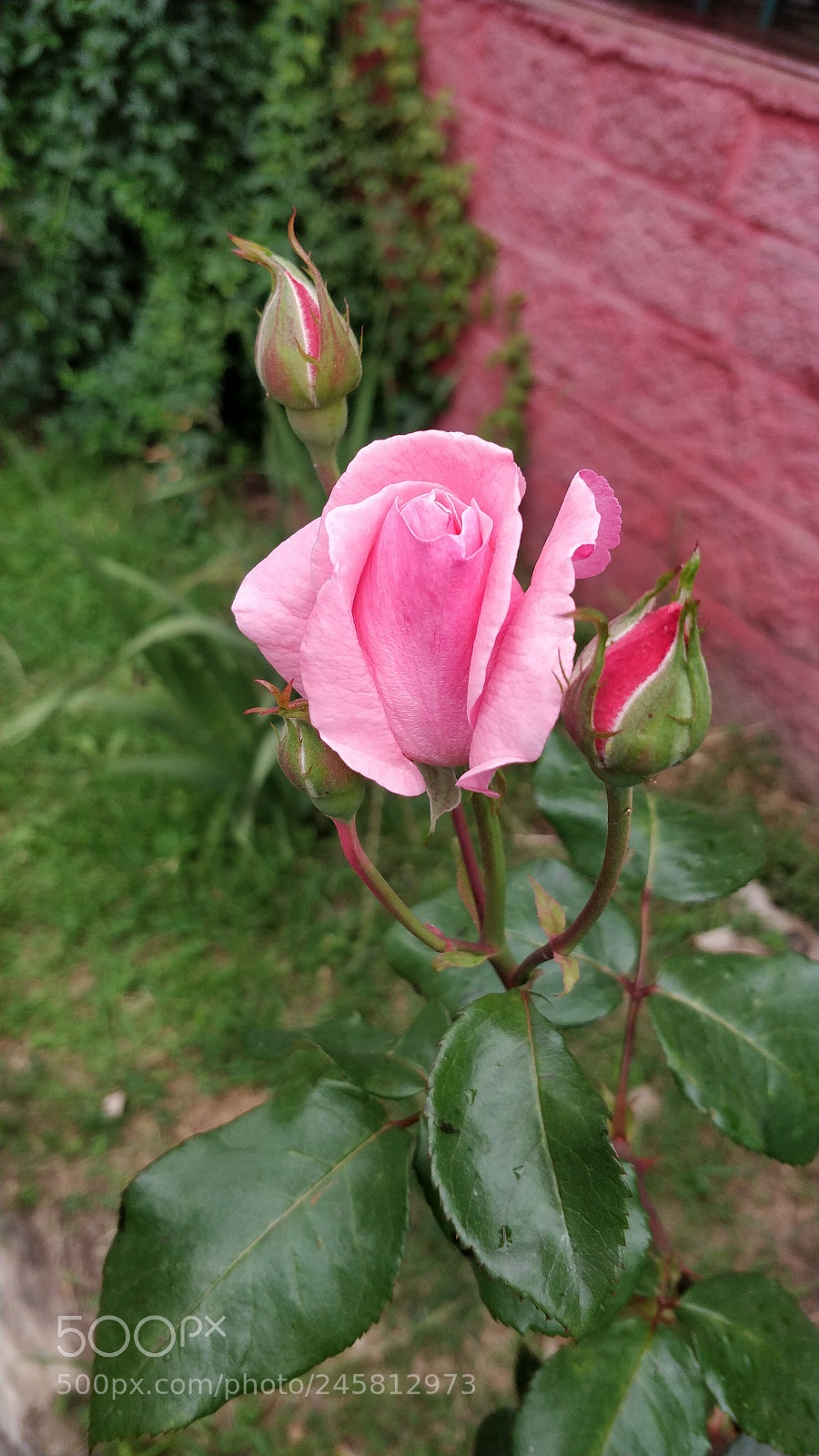OnePlus 5 sample photo. Pink rose photography