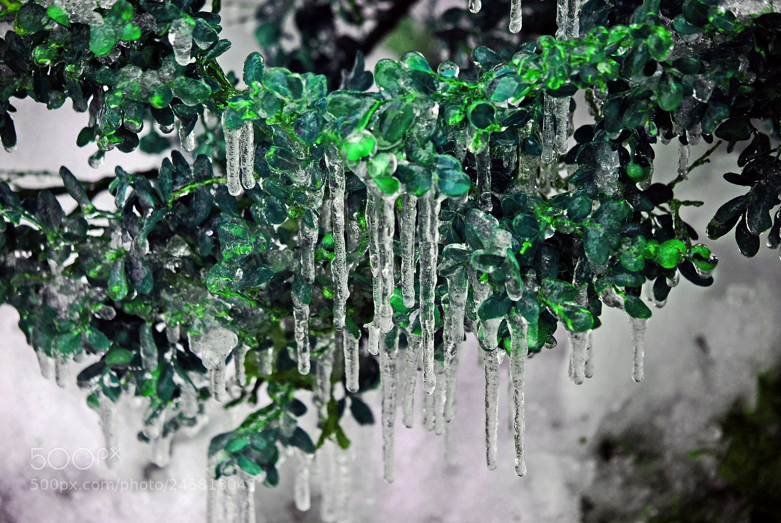 Nikon D60 sample photo. We grow organic ice :) photography