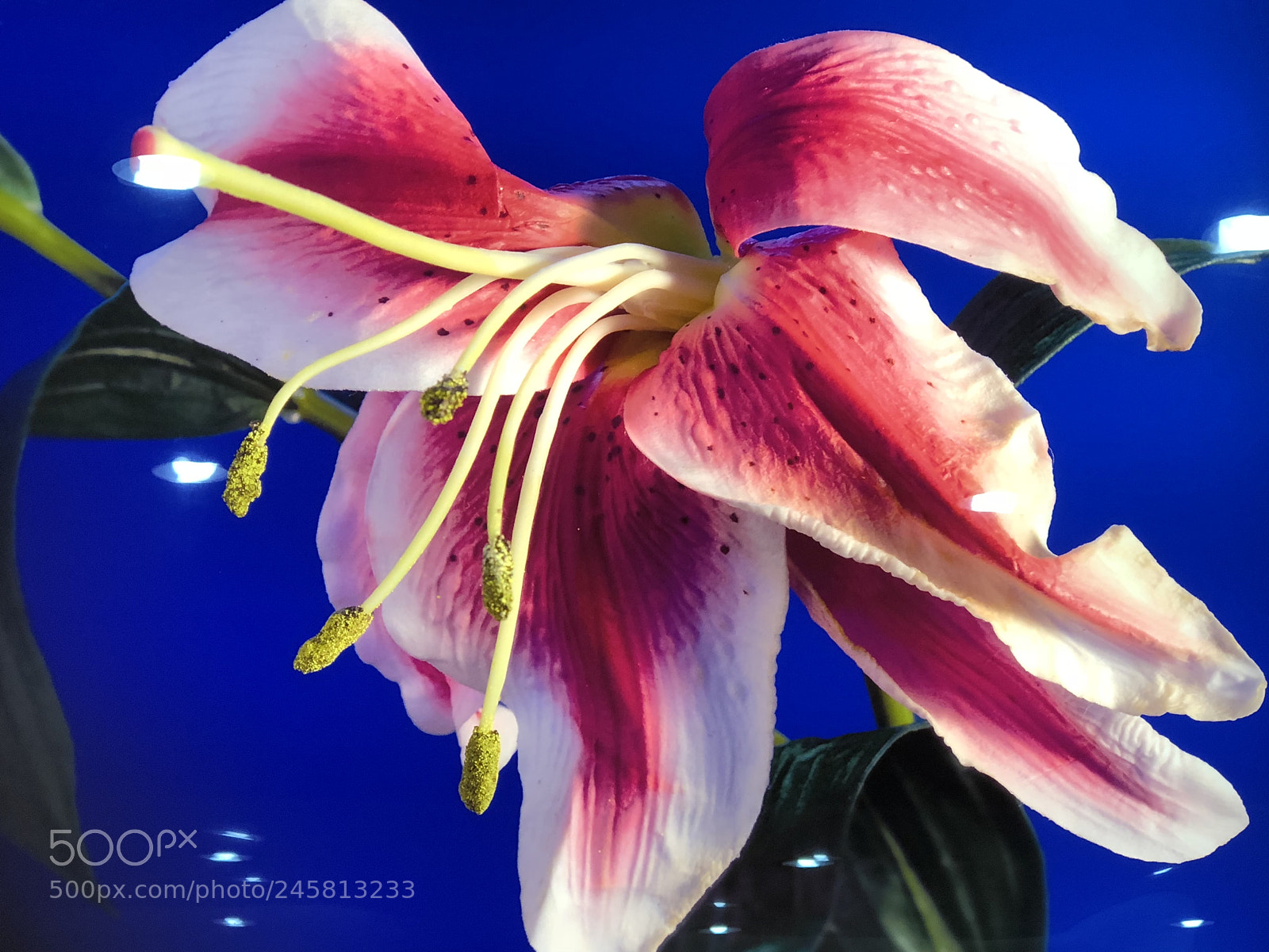Apple iPhone 8 Plus sample photo. Fresh bloom photography