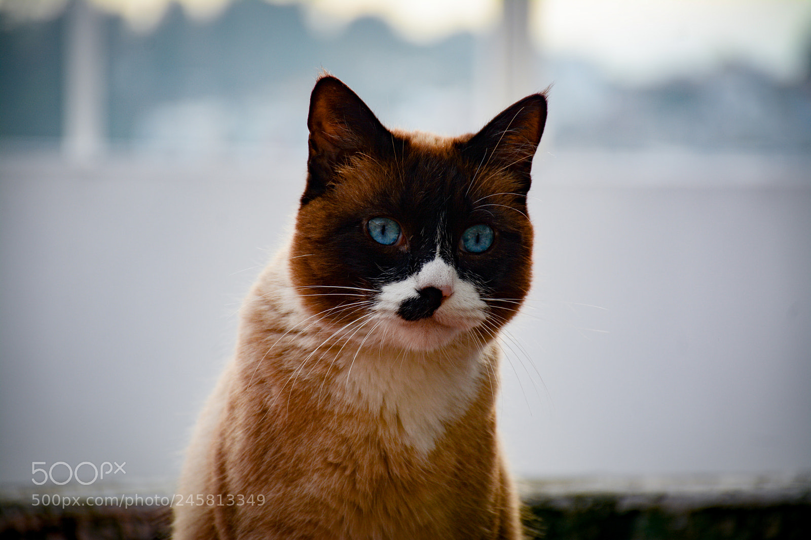Nikon D7100 sample photo. Untitled photography