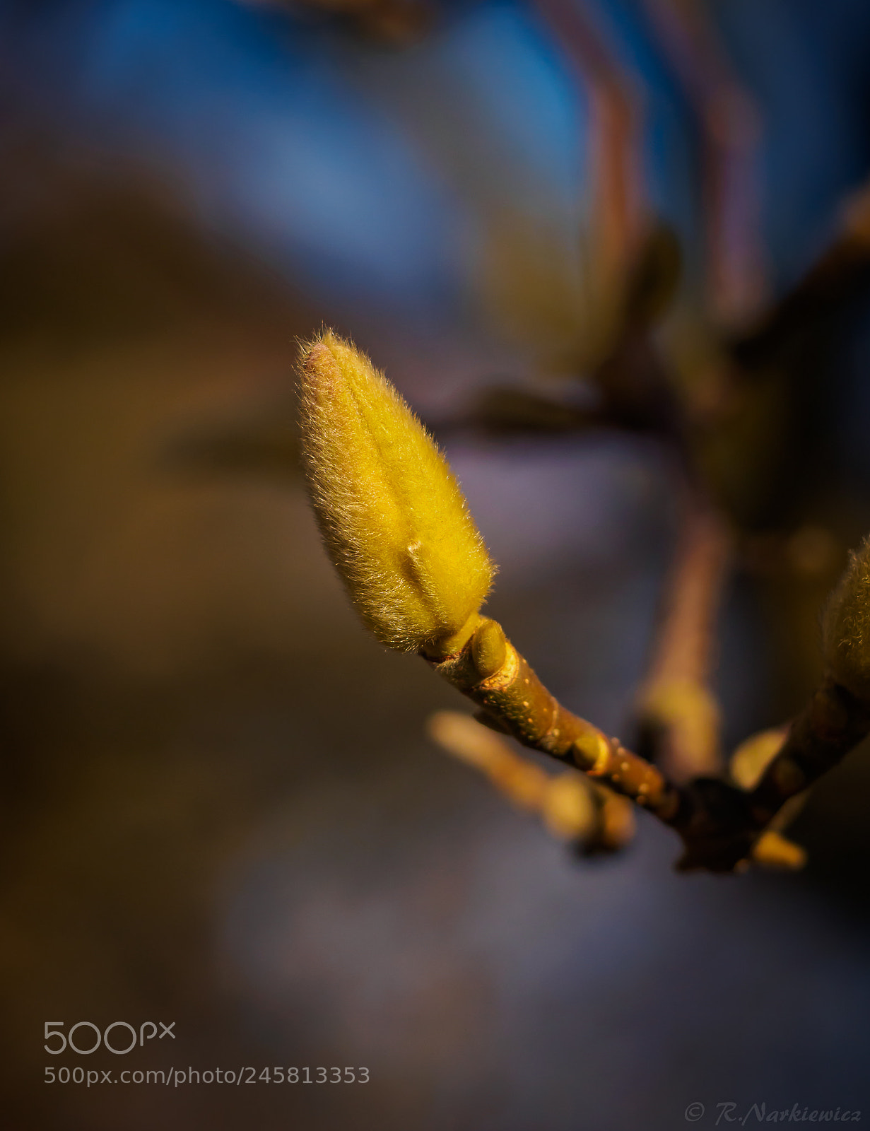 Olympus OM-D E-M5 sample photo. Magnolia photography