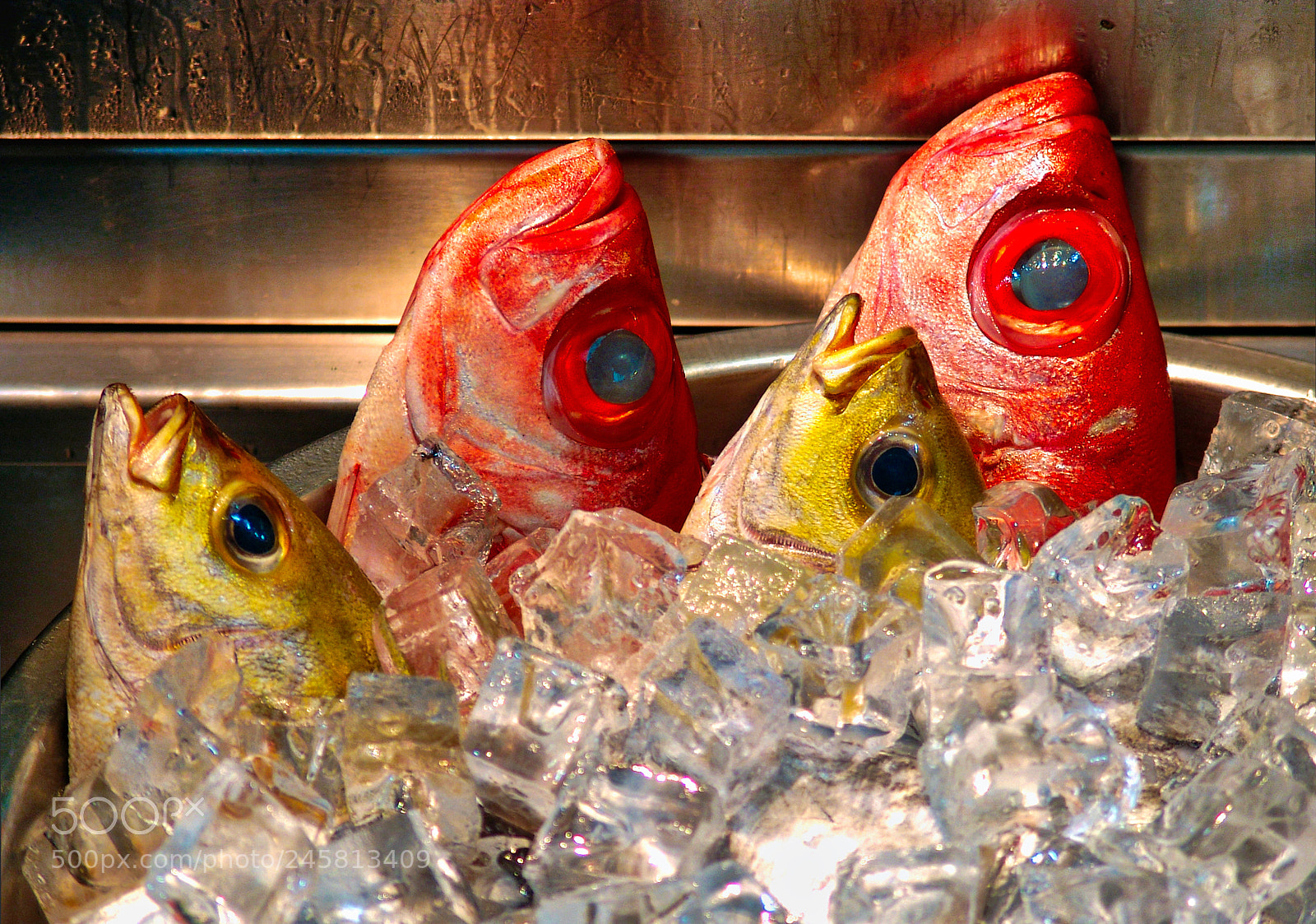 Sony DSC-F828 sample photo. Fish photography