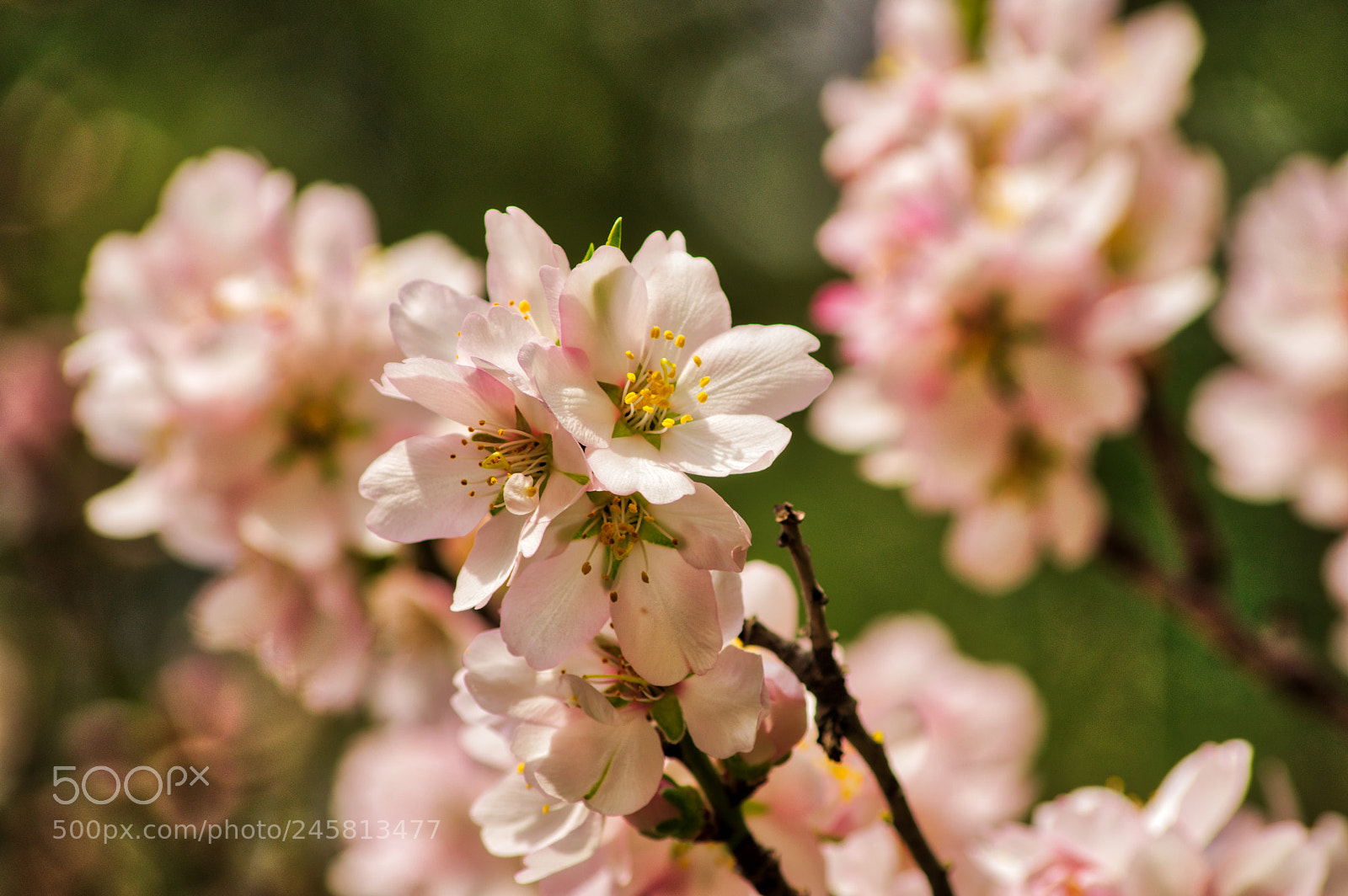 Pentax K-3 II sample photo. Flowers - closeup photography