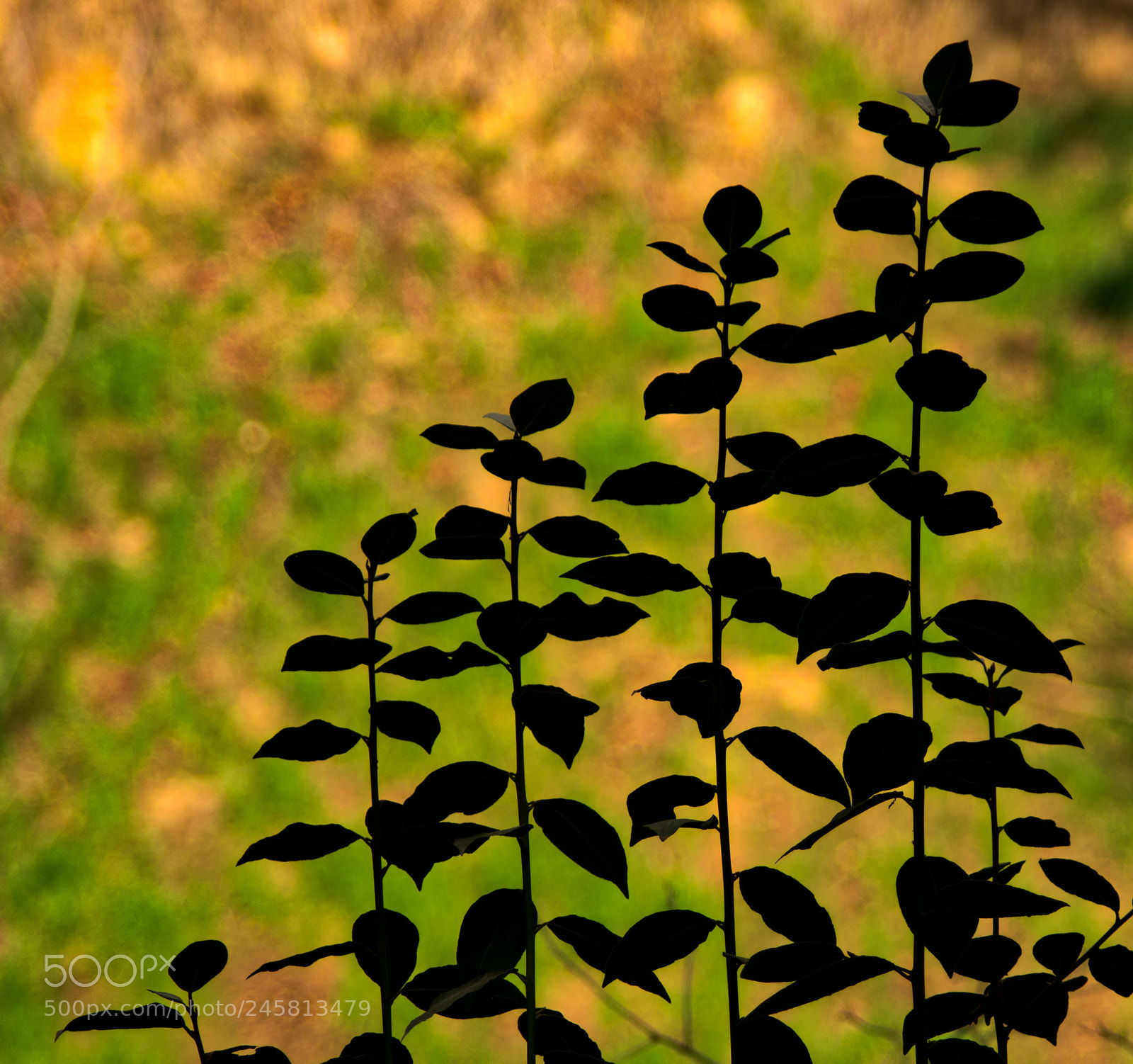 Pentax K-3 II sample photo. Leaf family silhouette photography