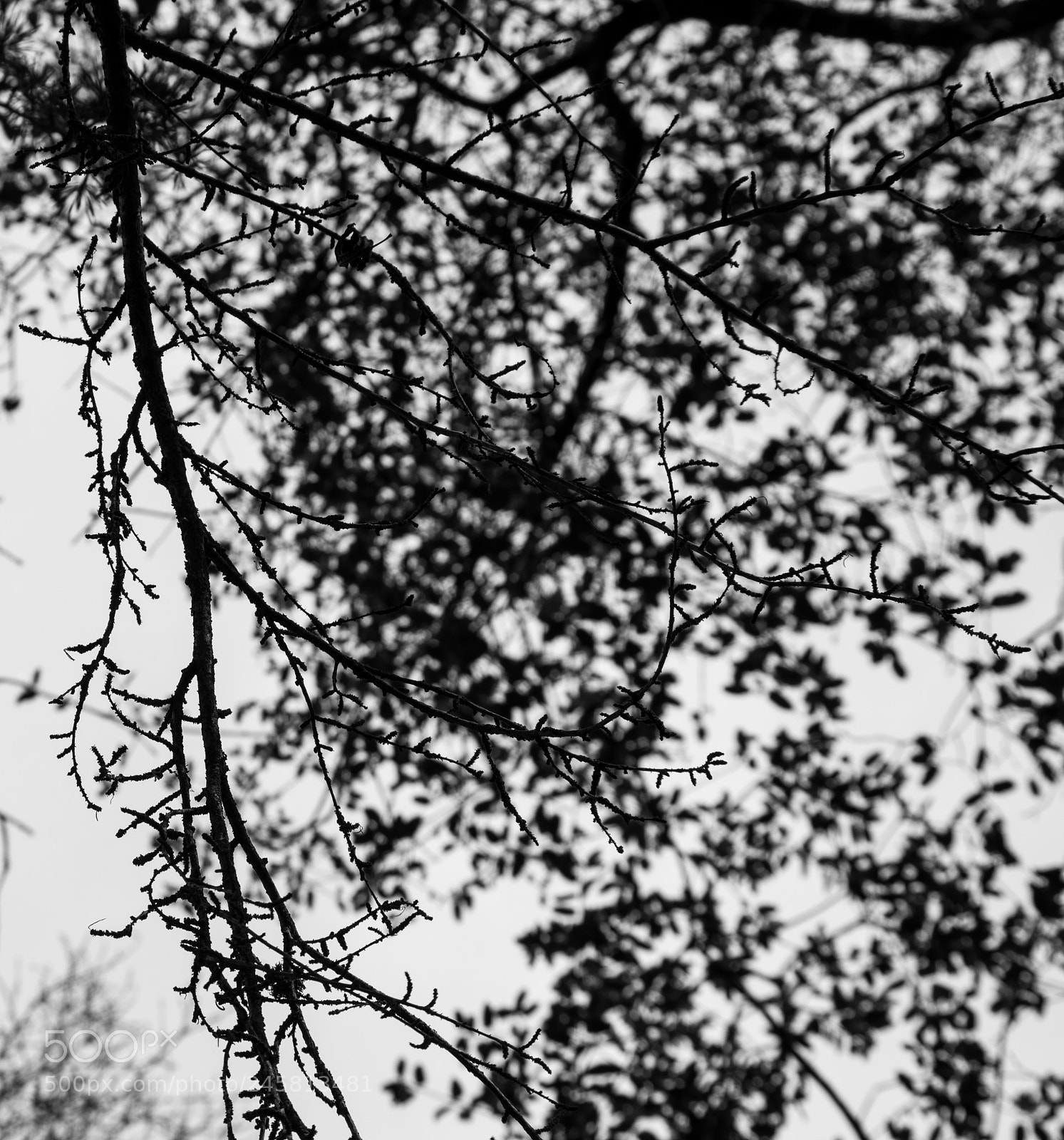 Pentax K-3 II sample photo. Trees bw photography
