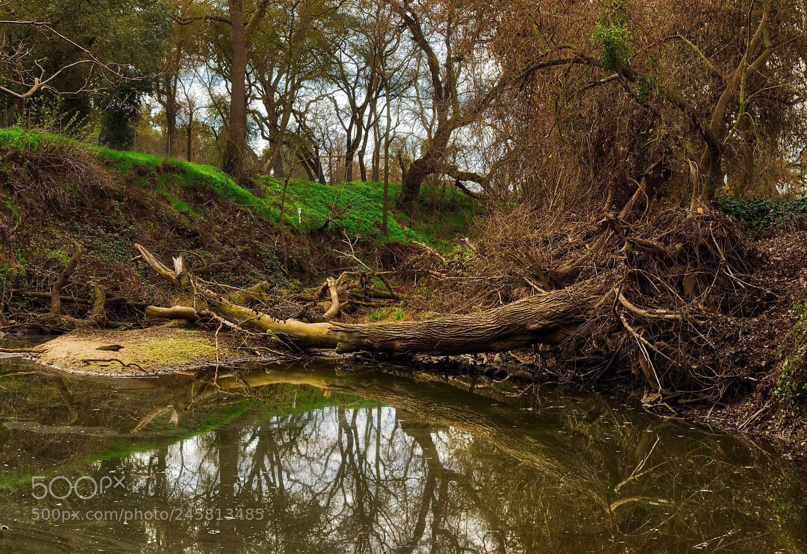 Pentax K-3 II sample photo. Pano tree dry creek photography