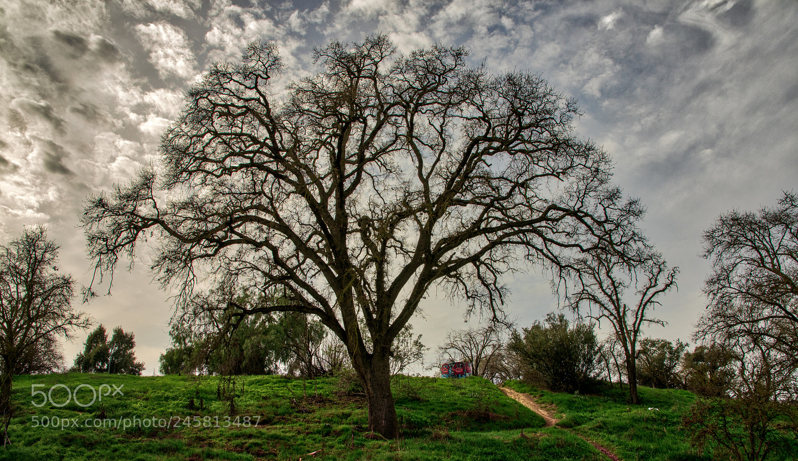 Pentax K-3 II sample photo. Clouds and tree photography