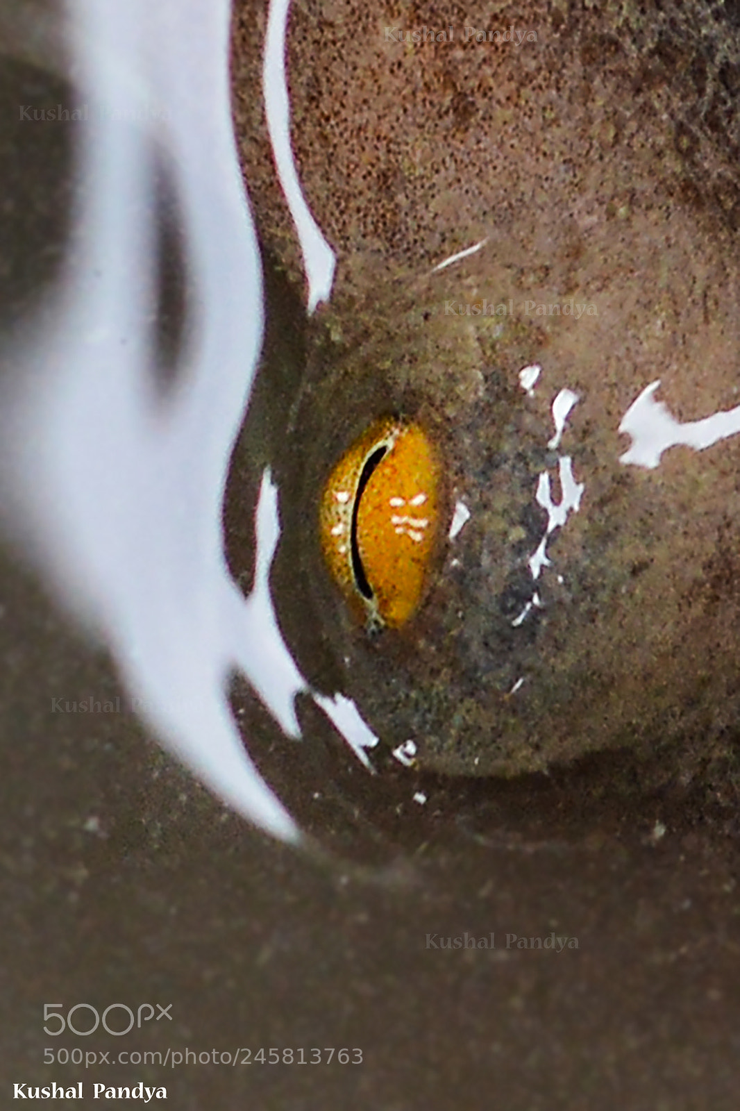 Nikon D3200 sample photo. An eye of common photography