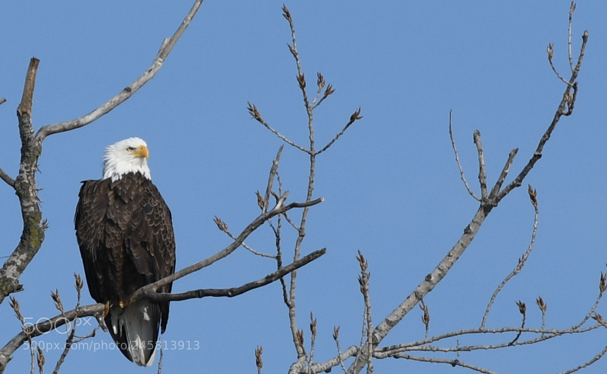 Nikon D500 sample photo. Untitled photography