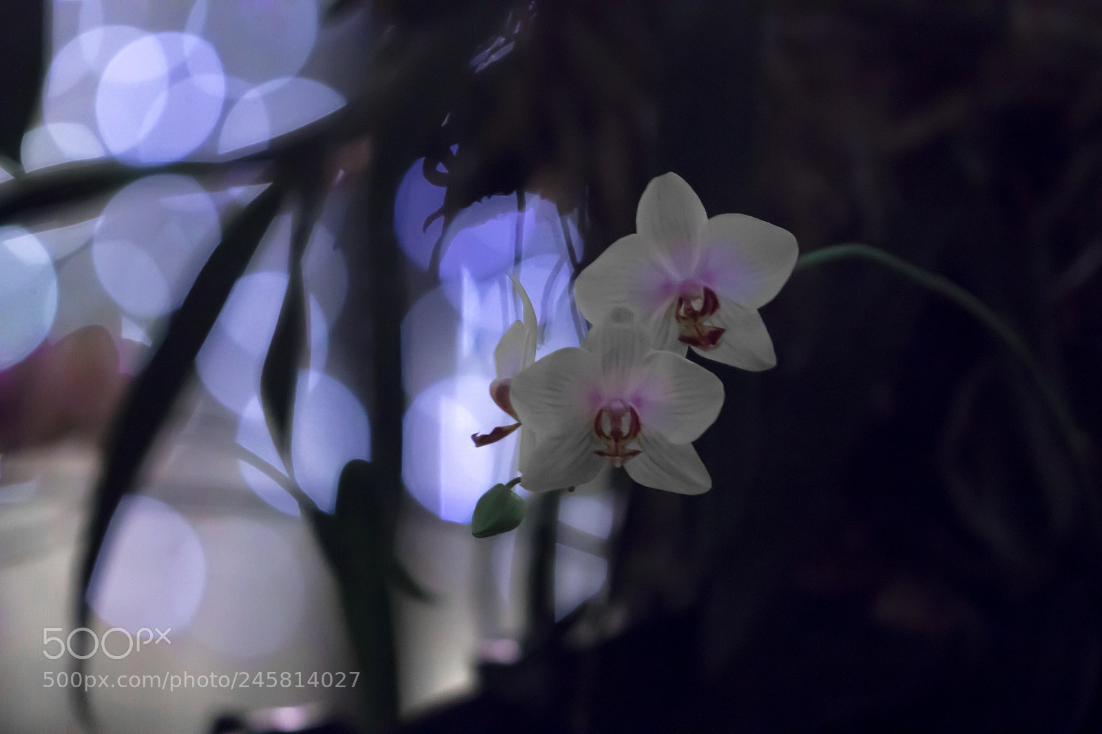 Canon EOS 1200D (EOS Rebel T5 / EOS Kiss X70 / EOS Hi) sample photo. Painterly orchid photography