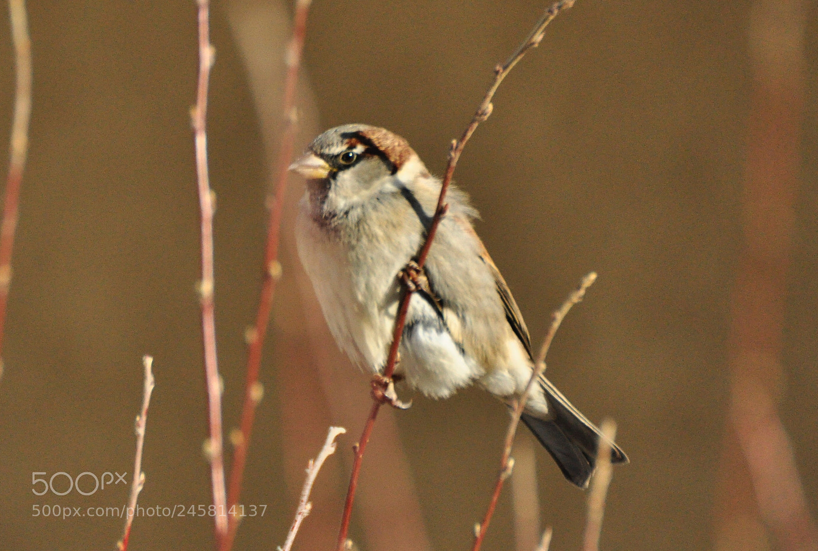 Nikon D90 sample photo. House sparrow photography