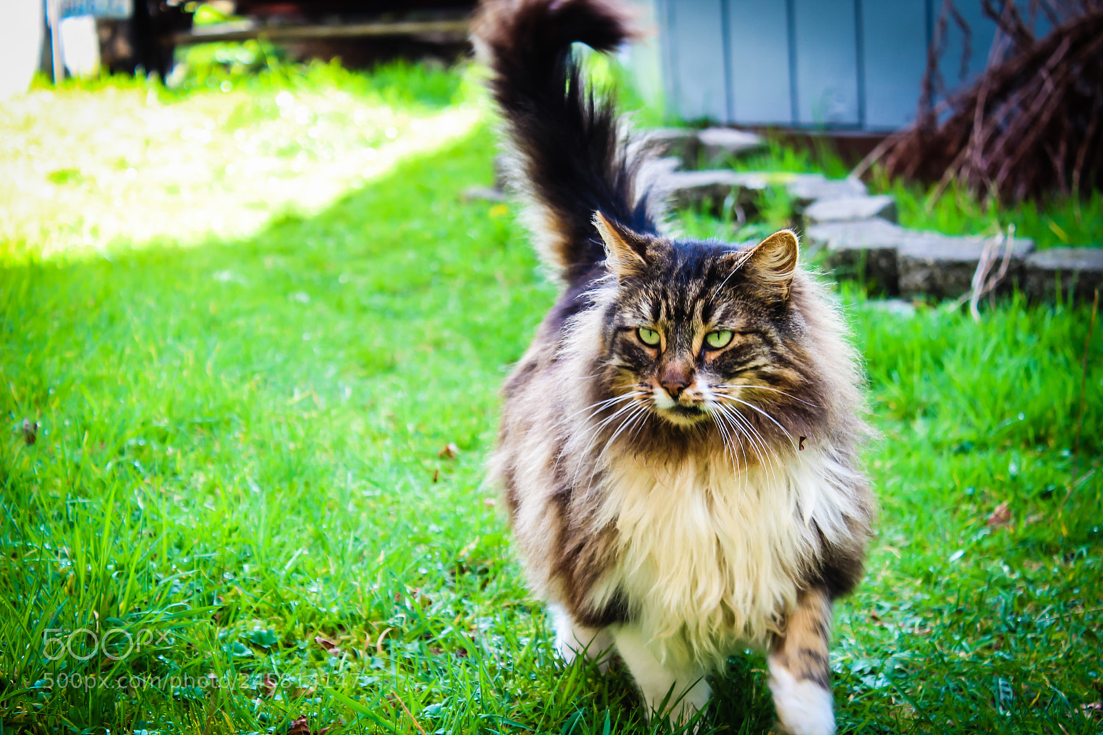 Canon EOS 1300D (EOS Rebel T6 / EOS Kiss X80) sample photo. Maincoon photography