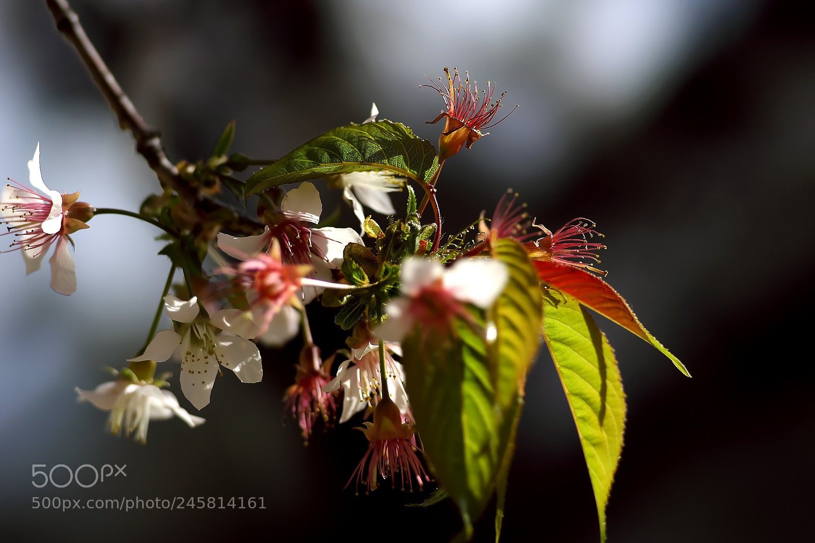 Sony a7 sample photo. Folower photography