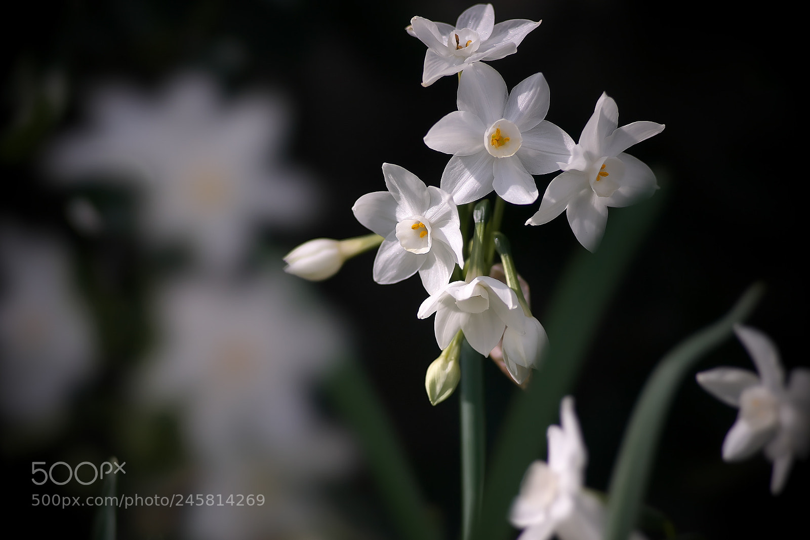 Sony a7 sample photo. Narcissus・・水仙 photography