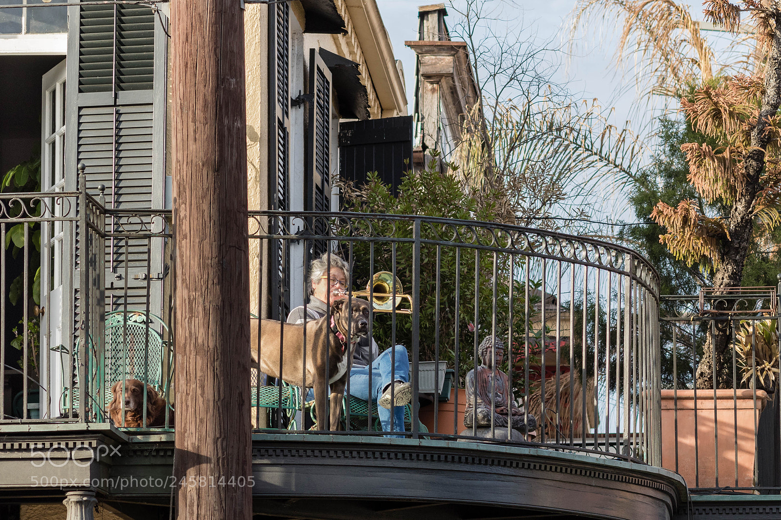 Canon EOS 7D Mark II sample photo. Dog trombone sutra photography