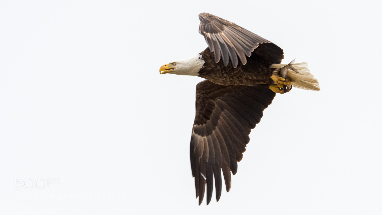 Nikon D500 sample photo. Bald eagle and catch photography