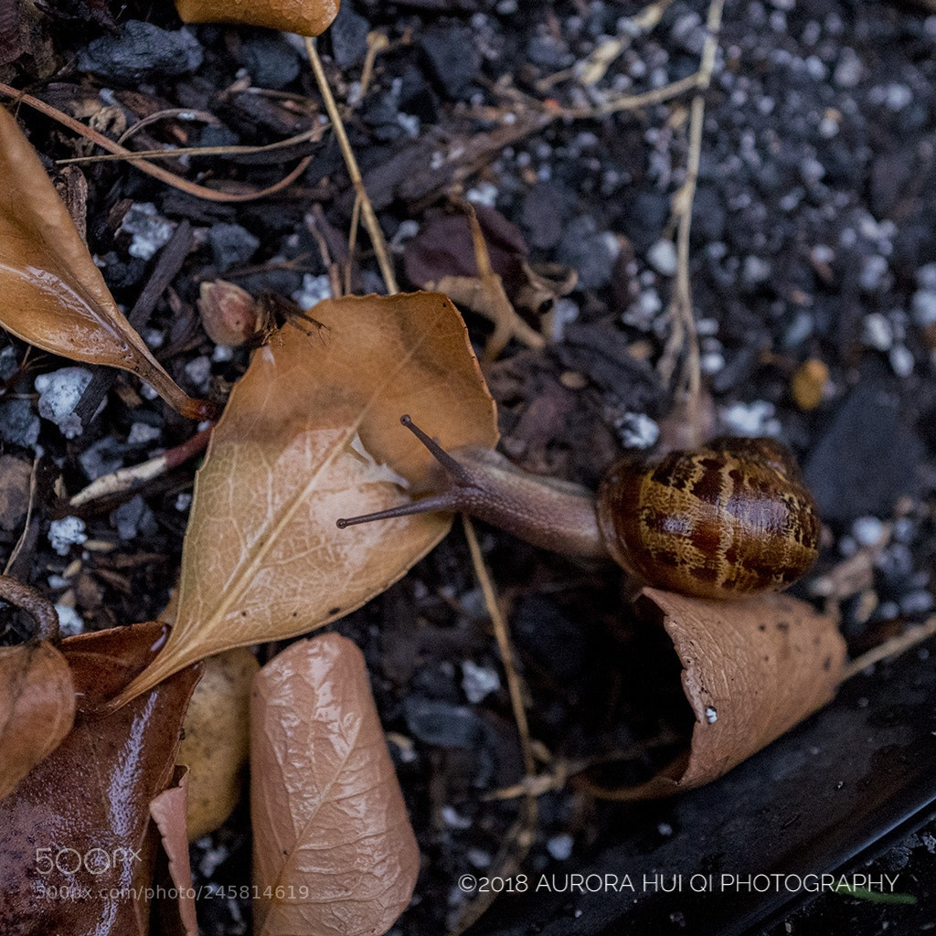 Leica Q (Typ 116) sample photo. Snail in the garden photography