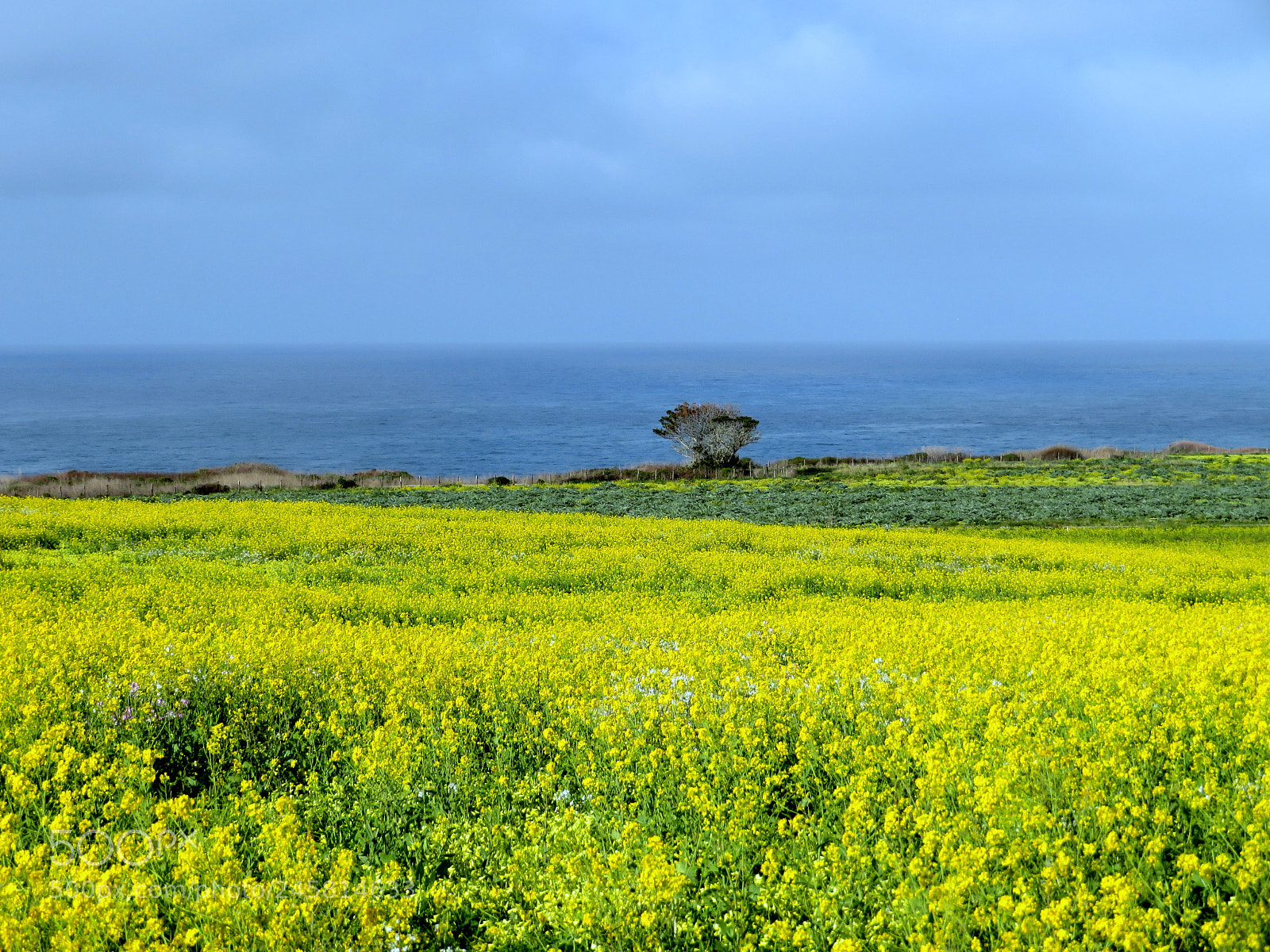 Canon PowerShot SX720 HS sample photo. California spring photography