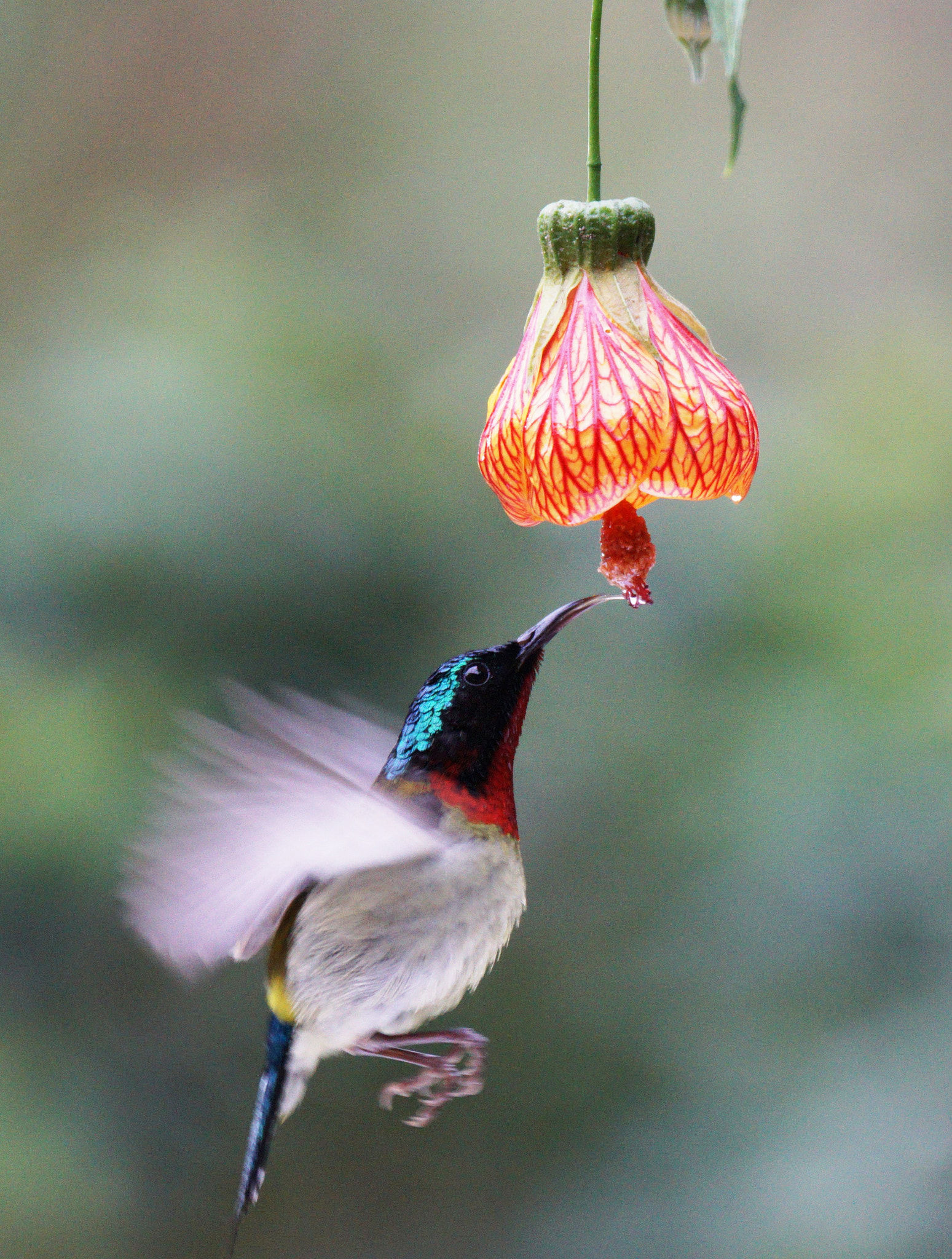 Sony 70-400mm F4-5.6 G SSM II sample photo. My favorite flower photography