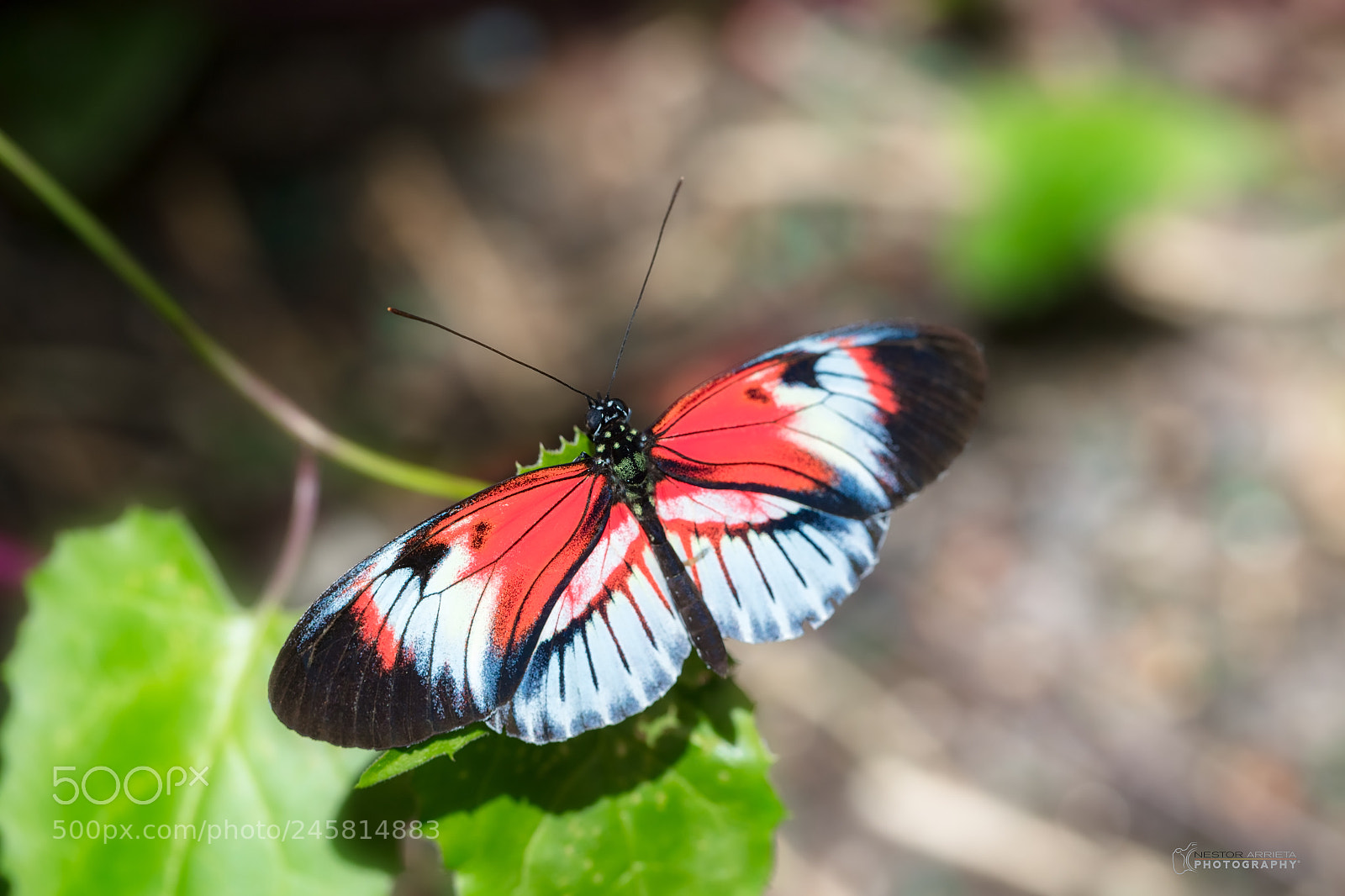 Canon EOS 5DS R sample photo. Madiera photography