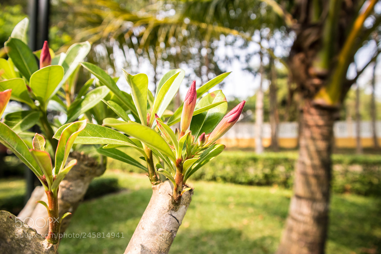 Canon EOS M10 sample photo. Untitled photography