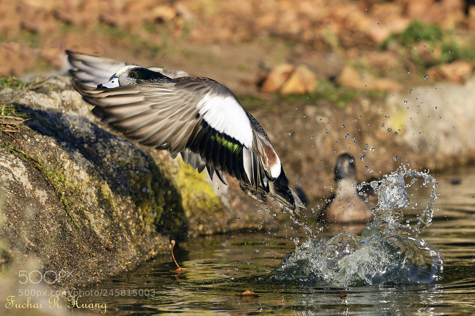Nikon D500 sample photo. American wigeon female jump photography