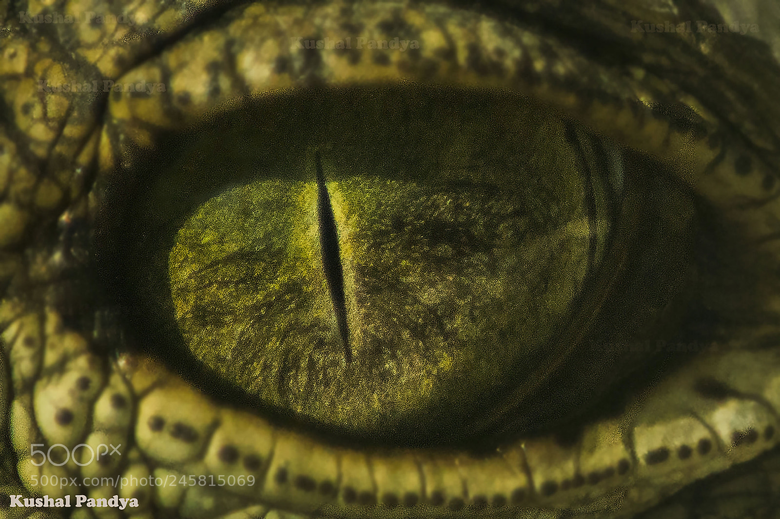Nikon D3200 sample photo. An eye of crocodile photography