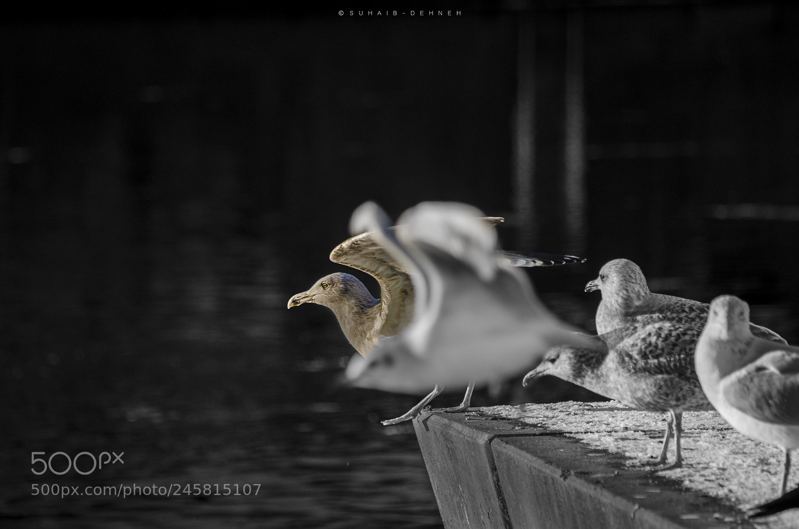 Nikon D5100 sample photo. Swan birds snow fly photography