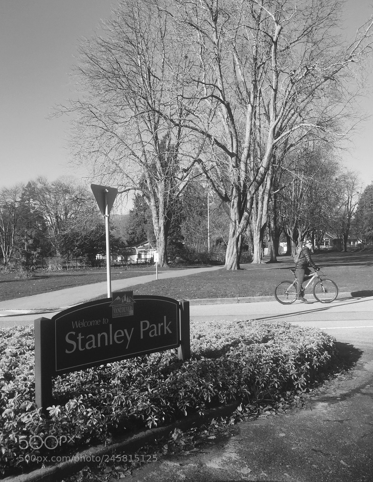Apple iPhone 6 sample photo. Stanley park photography