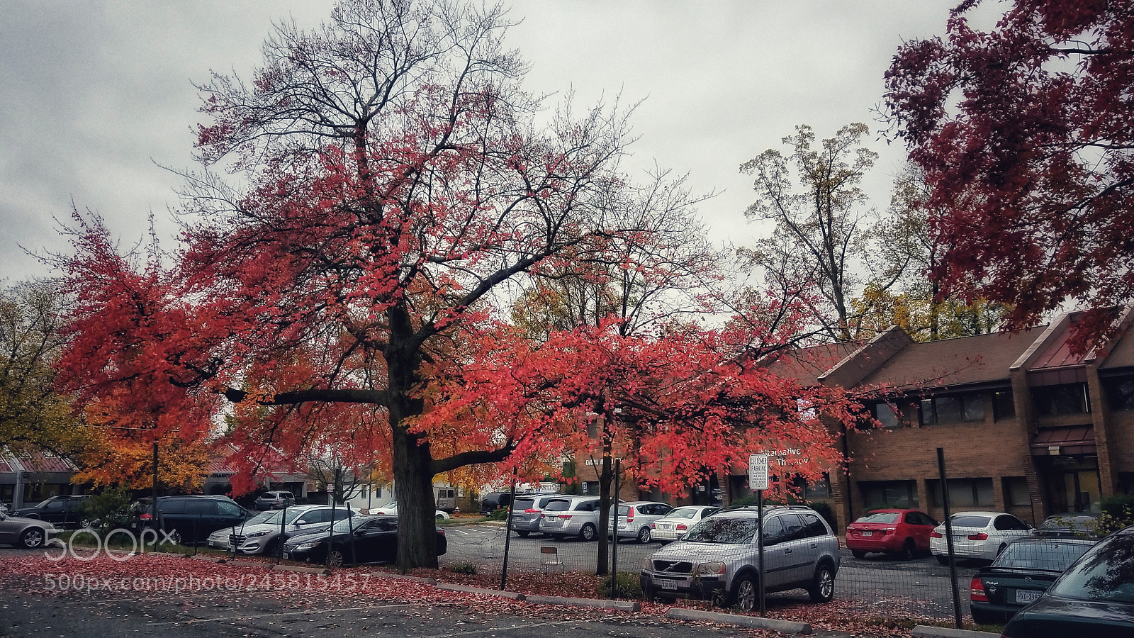 Samsung Galaxy S8 sample photo. Art of fall... photography
