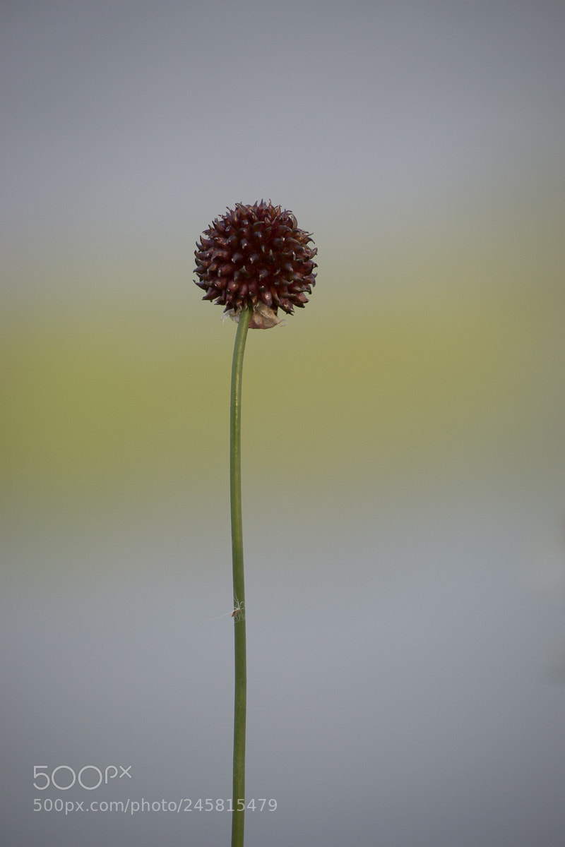 Nikon D3100 sample photo. Simple one photography