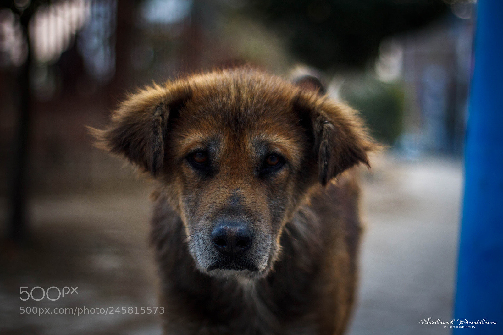 Canon EOS 1000D (EOS Digital Rebel XS / EOS Kiss F) sample photo. Street dog photography
