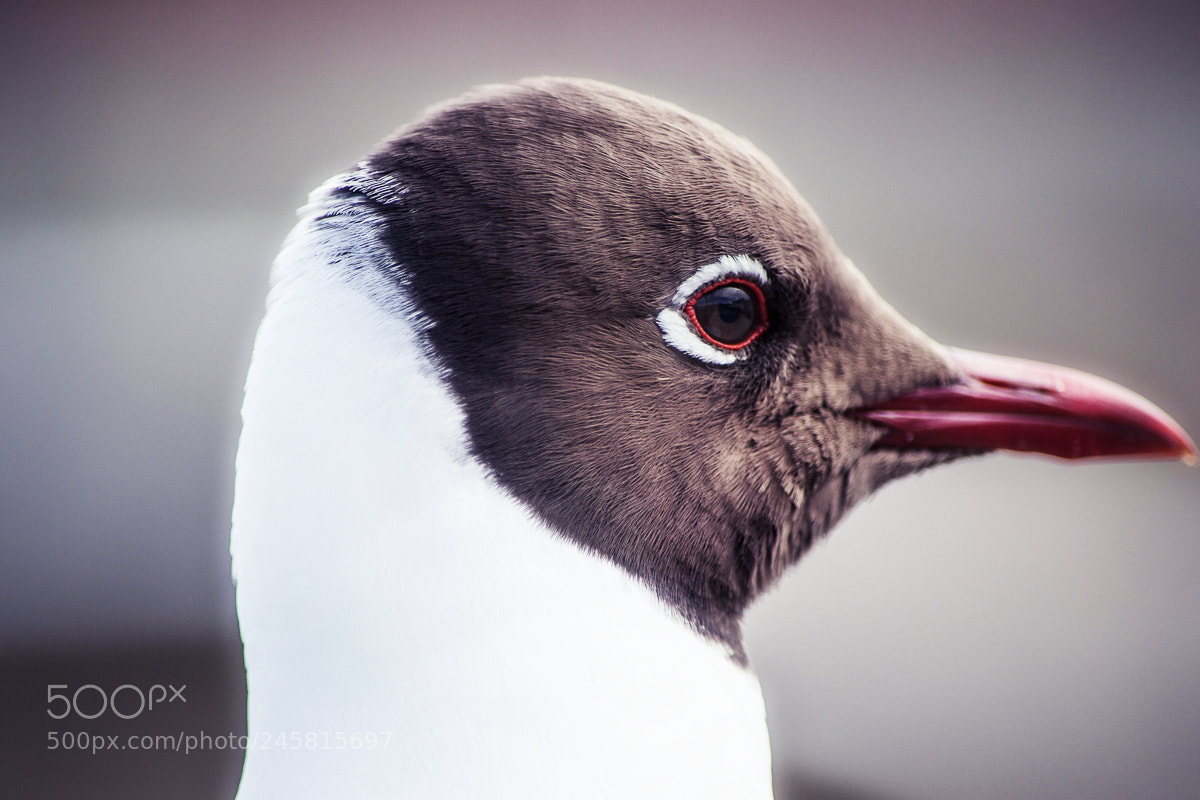Nikon D3100 sample photo. Seagull photography