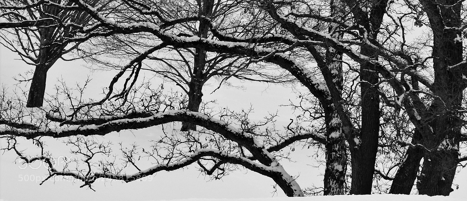 Canon EOS 7D Mark II sample photo. After the  snow photography