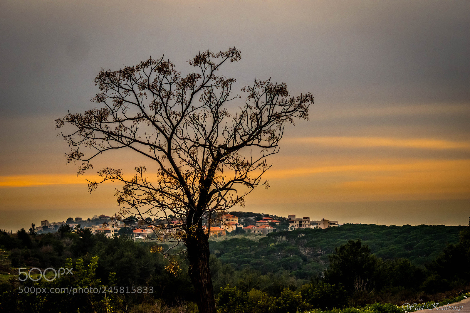 Nikon D5500 sample photo. Sunset tree photography