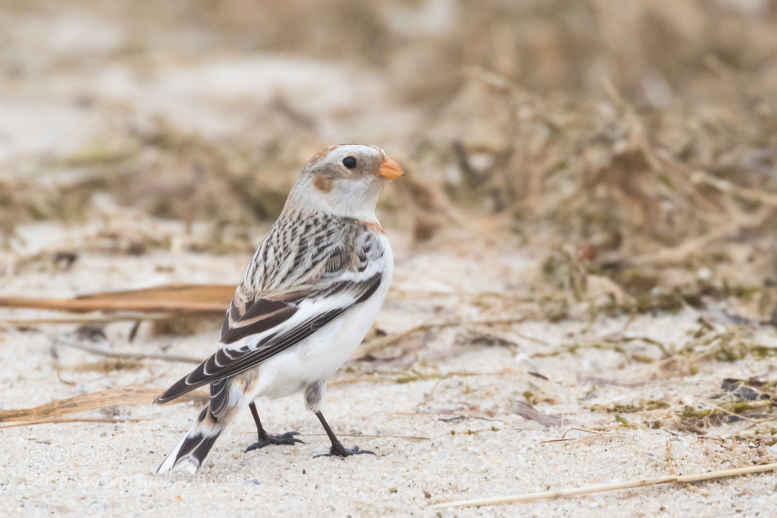 Canon EOS 7D Mark II sample photo. Snow bunting photography