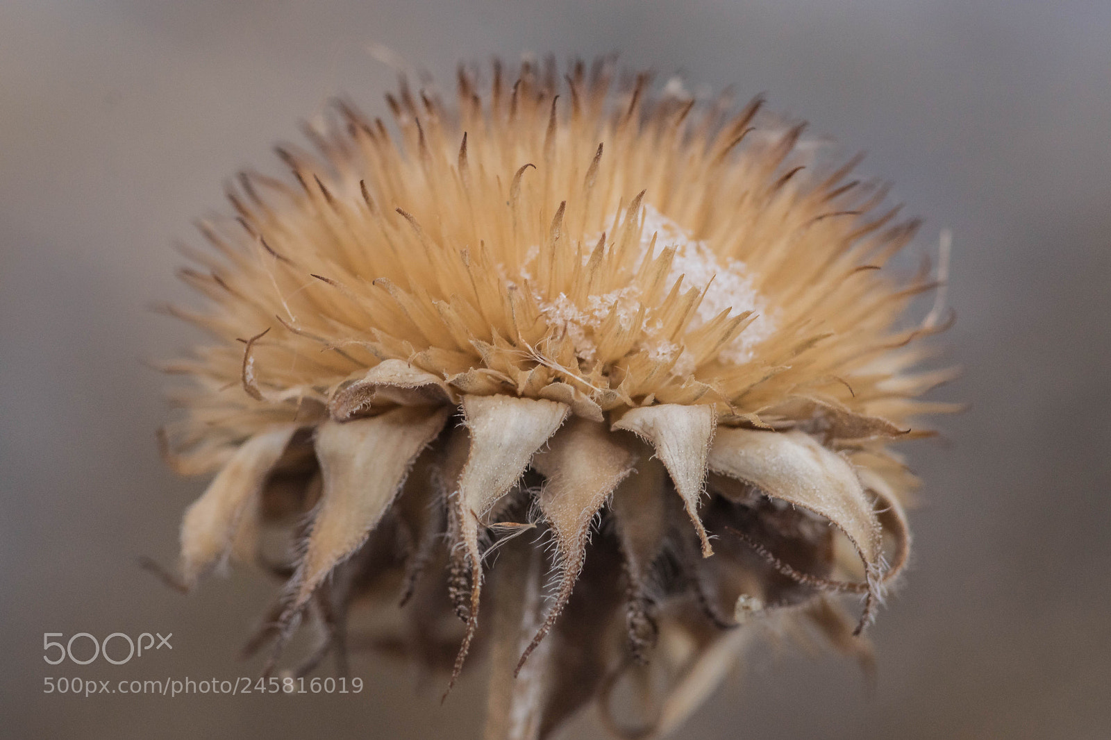 Sony ILCA-77M2 sample photo. Flowerscape - winter flowers # 1 photography