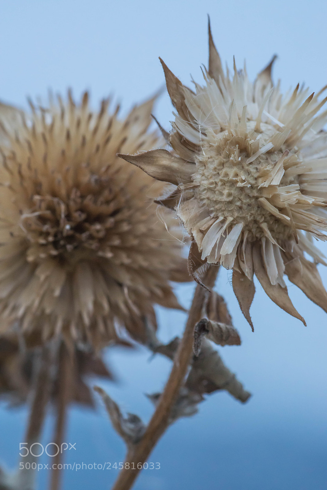 Sony ILCA-77M2 sample photo. Flowerscape - winter flowers # 2 photography