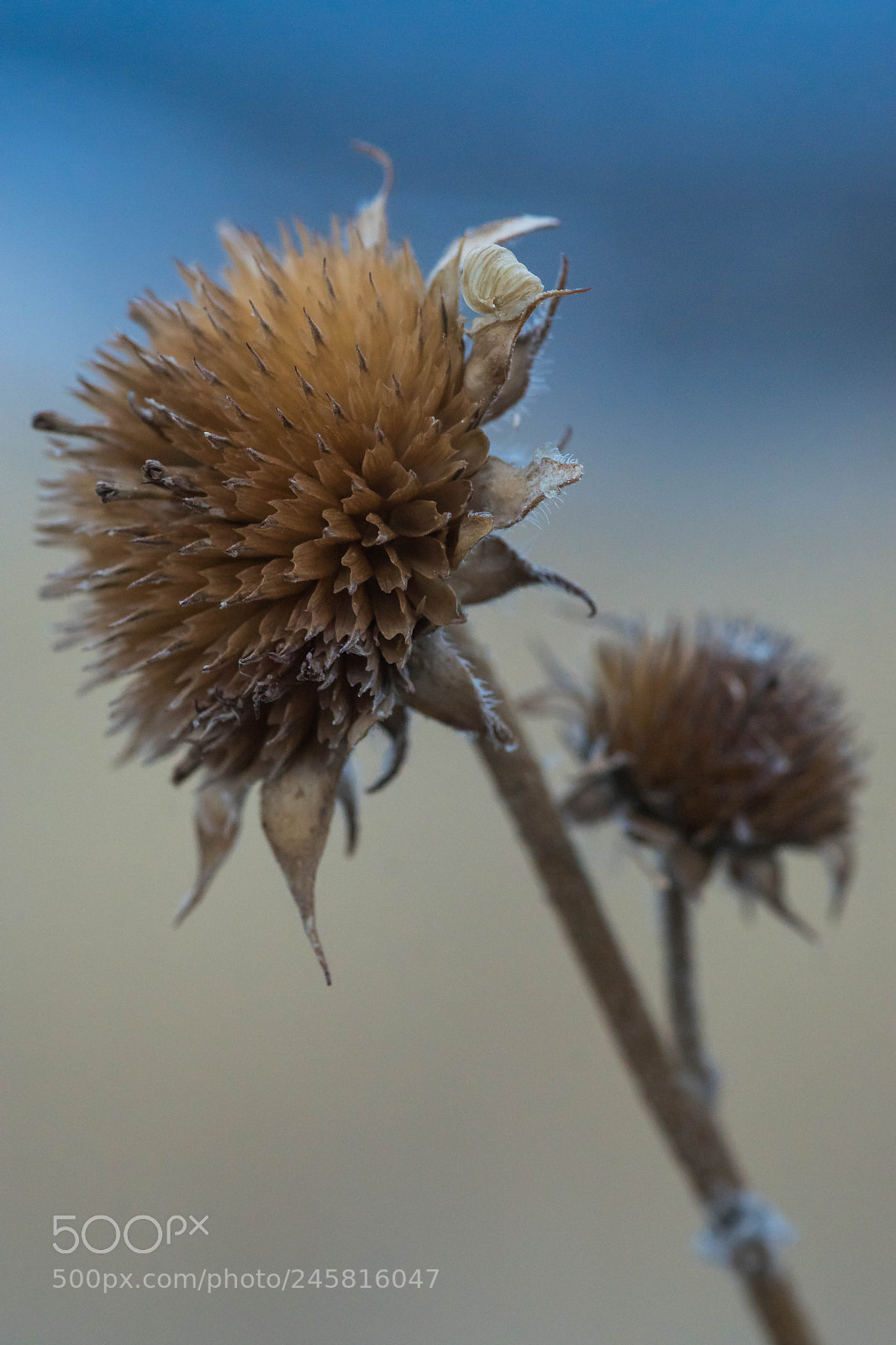 Sony ILCA-77M2 sample photo. Flowerscape - winter flowers # 3 photography