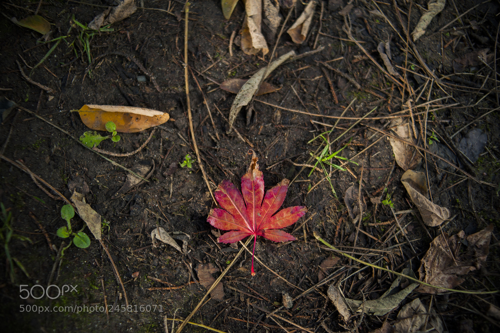 Nikon D700 sample photo. Untitled photography