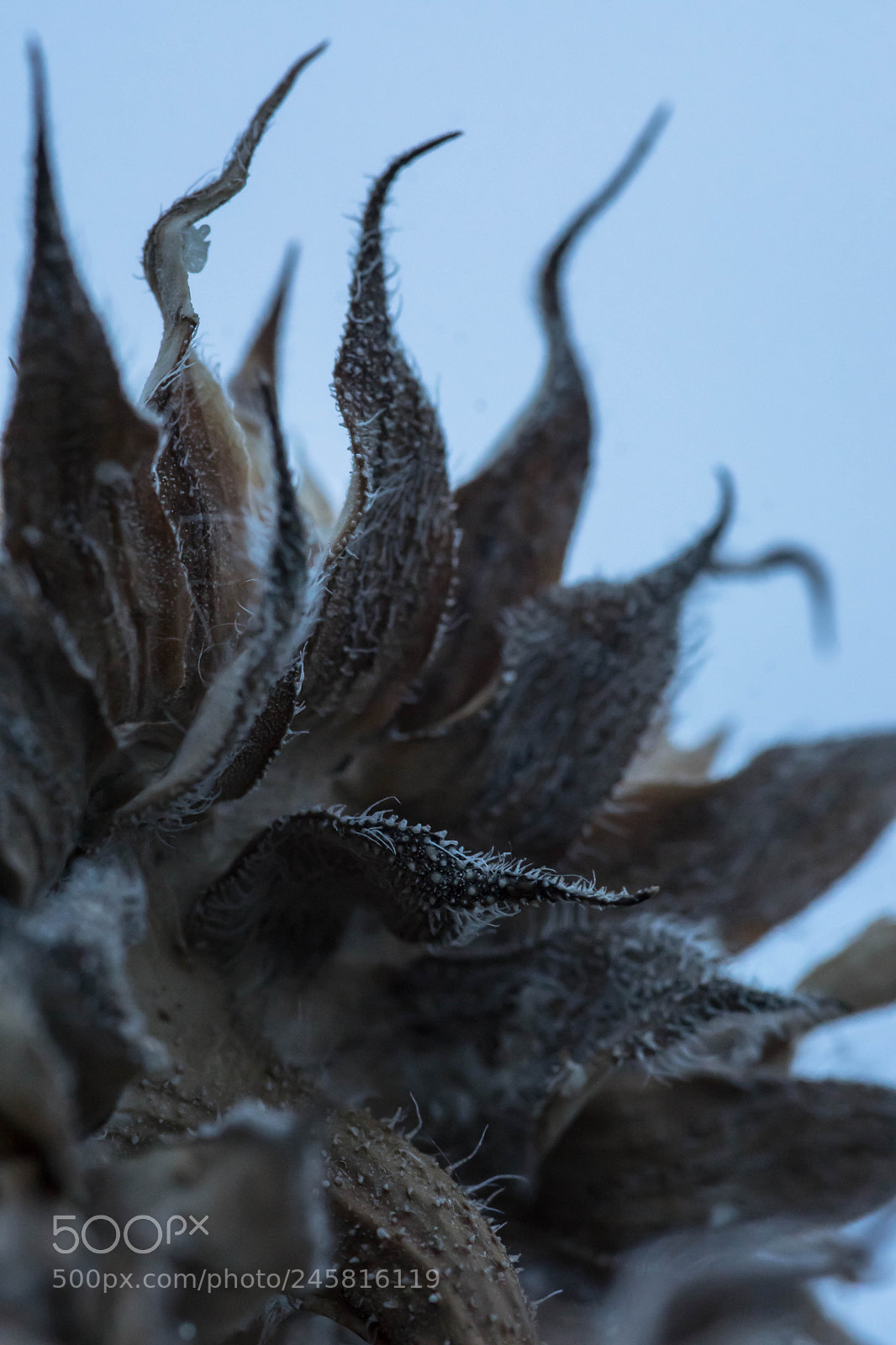 Sony ILCA-77M2 sample photo. Flowerscape - winter flowers # 4 photography
