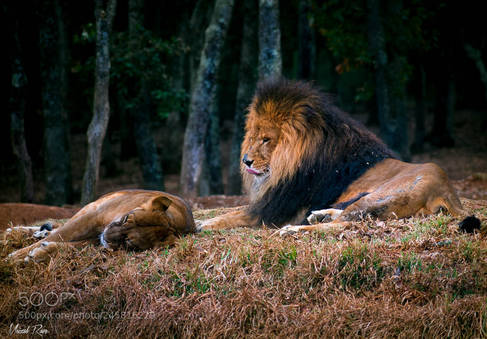Nikon D3400 sample photo. Pareja de leones.. photography