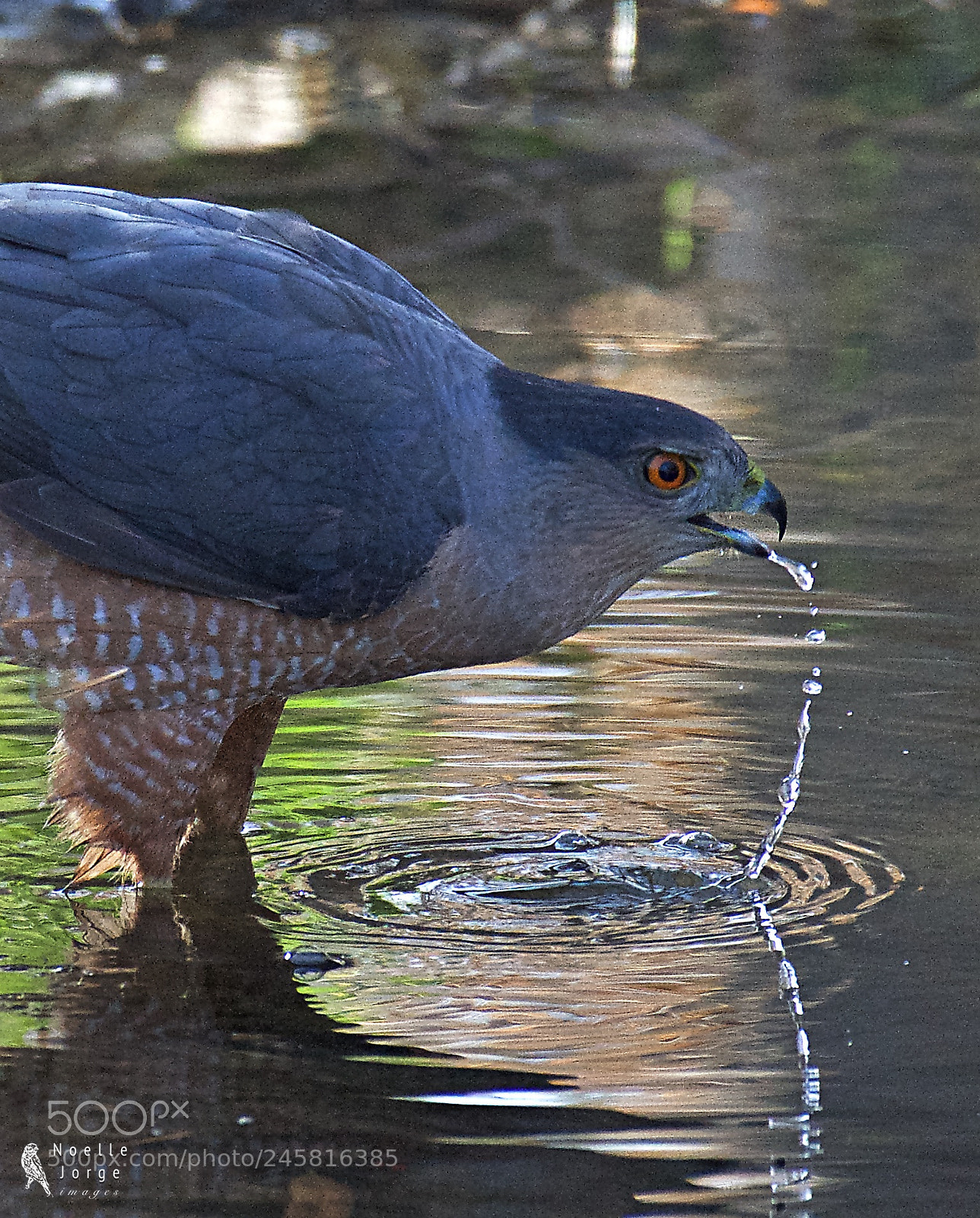 Nikon D500 sample photo. A cooper s hawk photography