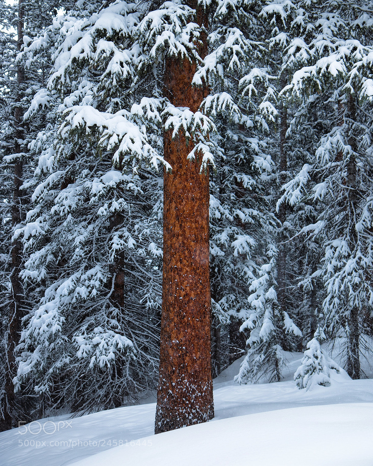 Canon EOS 7D Mark II sample photo. Winter forest colors photography