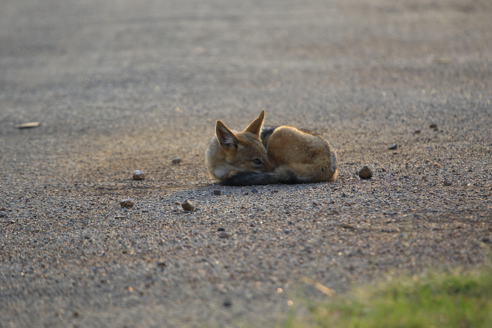 Canon EOS 7D Mark II + Canon EF 100-400mm F4.5-5.6L IS USM sample photo. Rietvlei photography