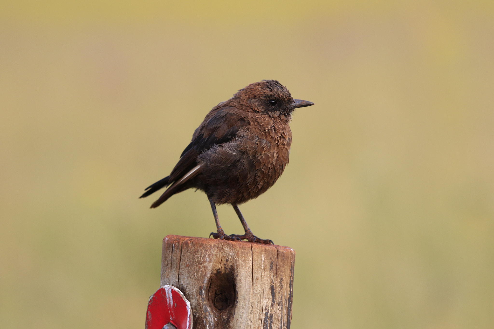 Canon EOS 7D Mark II + Canon EF 100-400mm F4.5-5.6L IS USM sample photo. Rietvlei photography