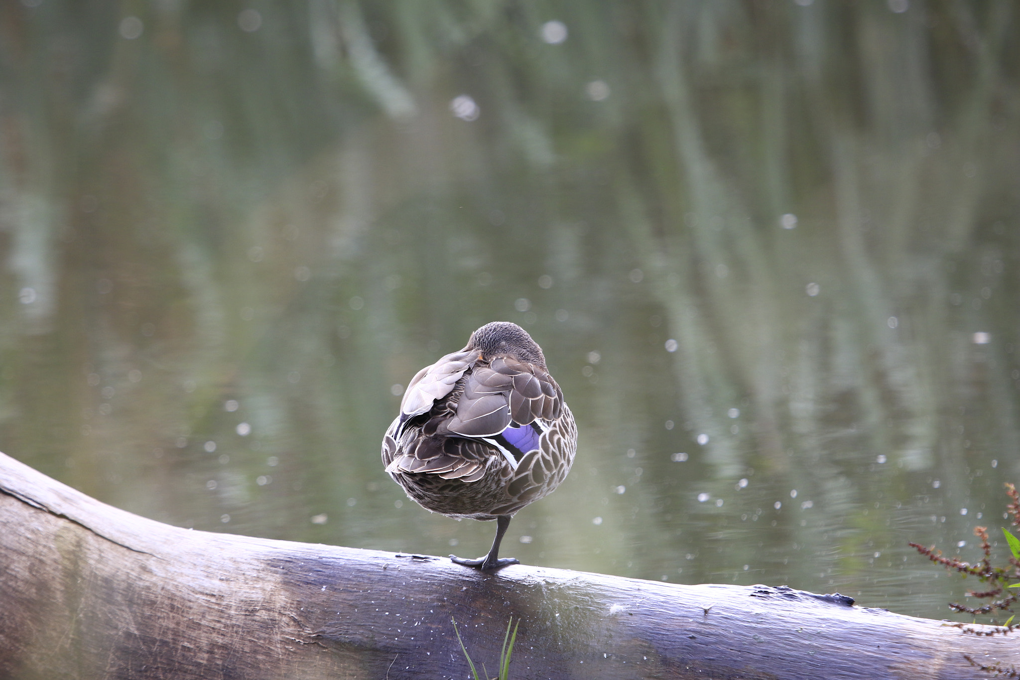 Canon EF 100-400mm F4.5-5.6L IS USM sample photo. Rietvlei photography