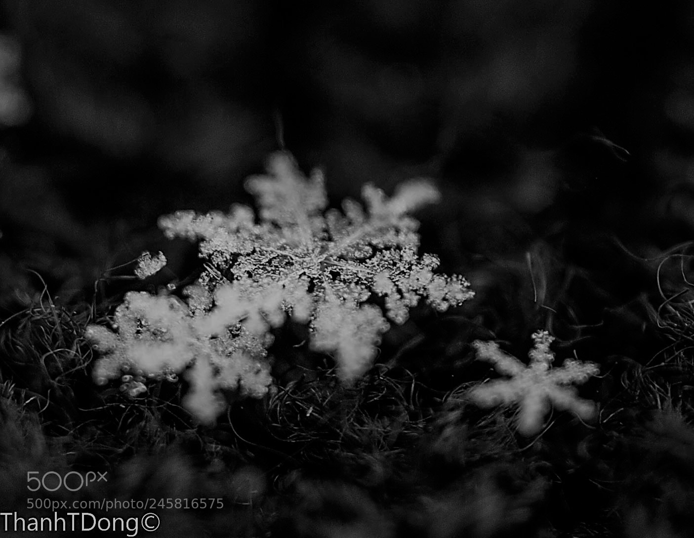 Nikon D700 sample photo. Snowflakes photography