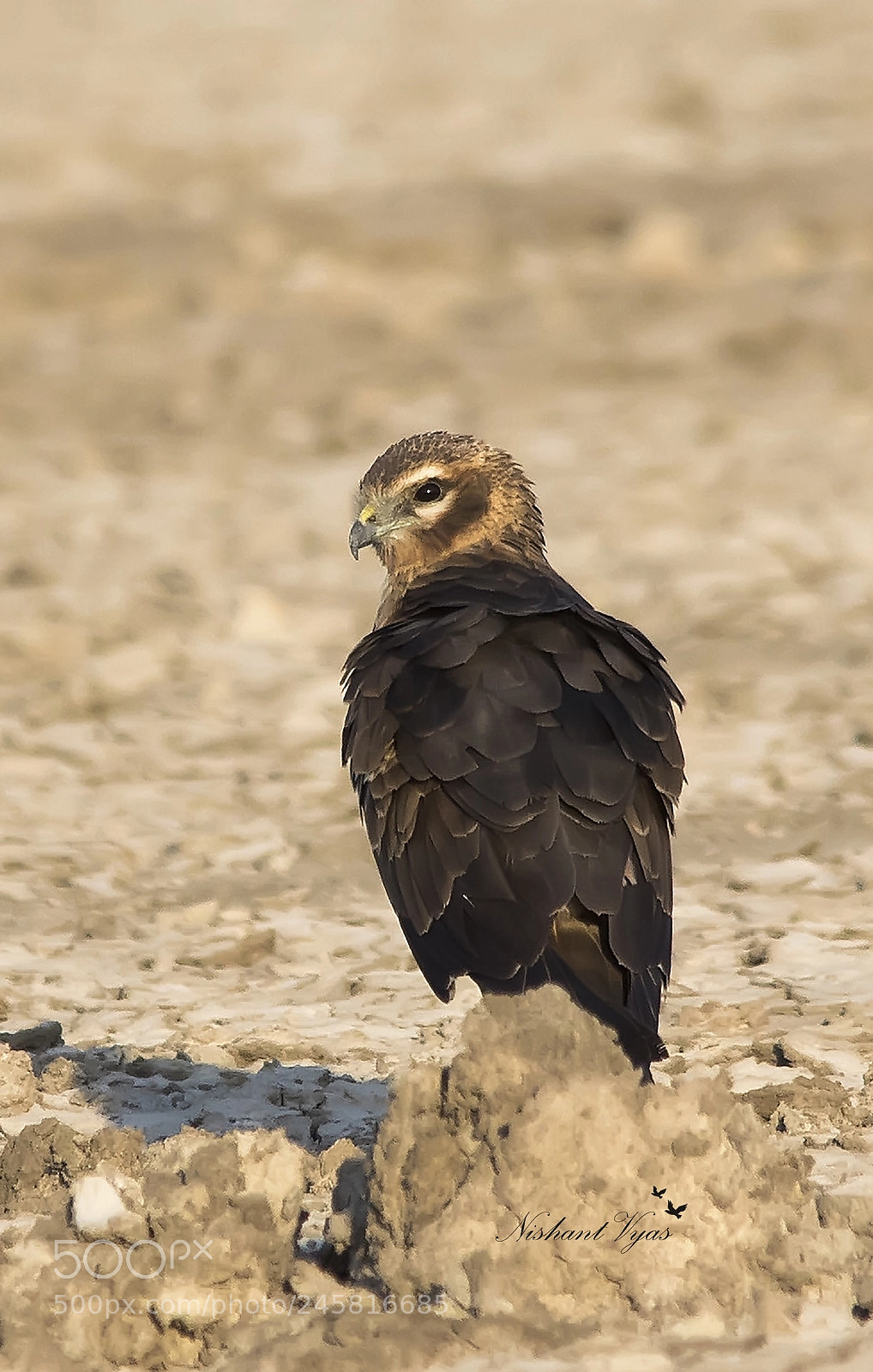 Canon EOS 7D Mark II sample photo. Montagu’s harrier photography